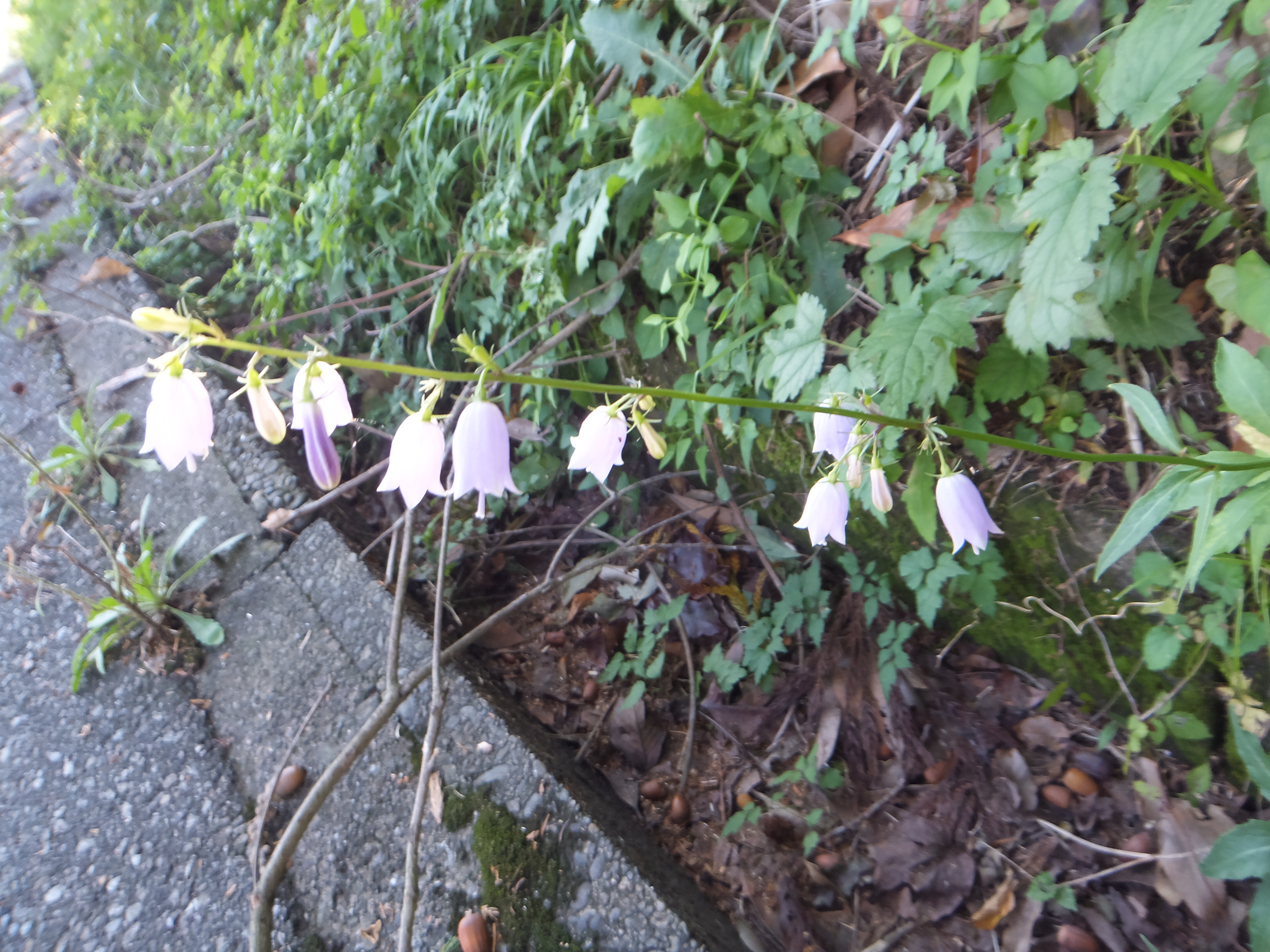 国道93号沿いの花２